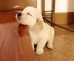 0.gif 0.gif