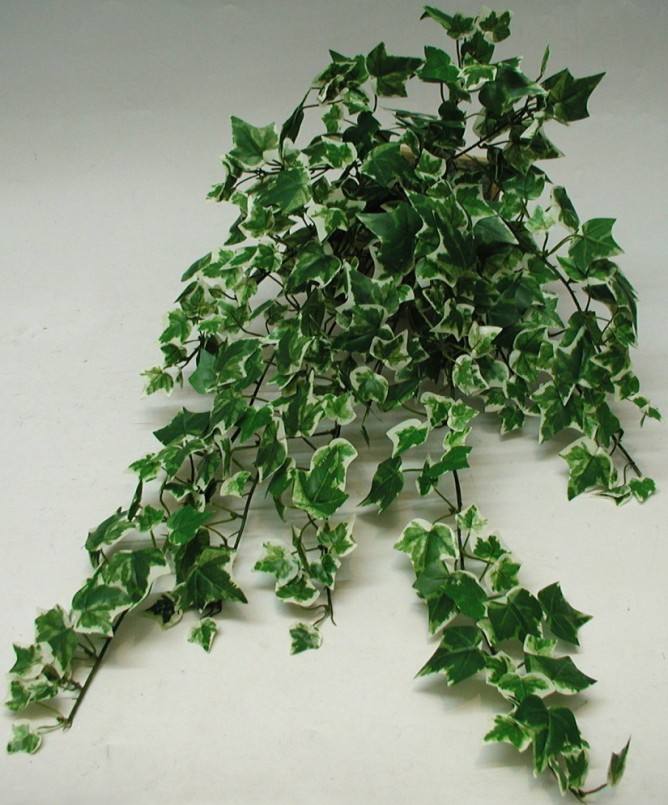 哪些植物可以用來吸甲醛.jpg