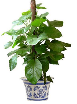 哪些植物可以用來吸甲醛.png
